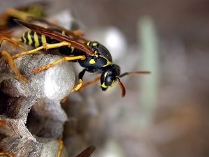 Wasp, Bee, and Hornet Removal Milwaukee